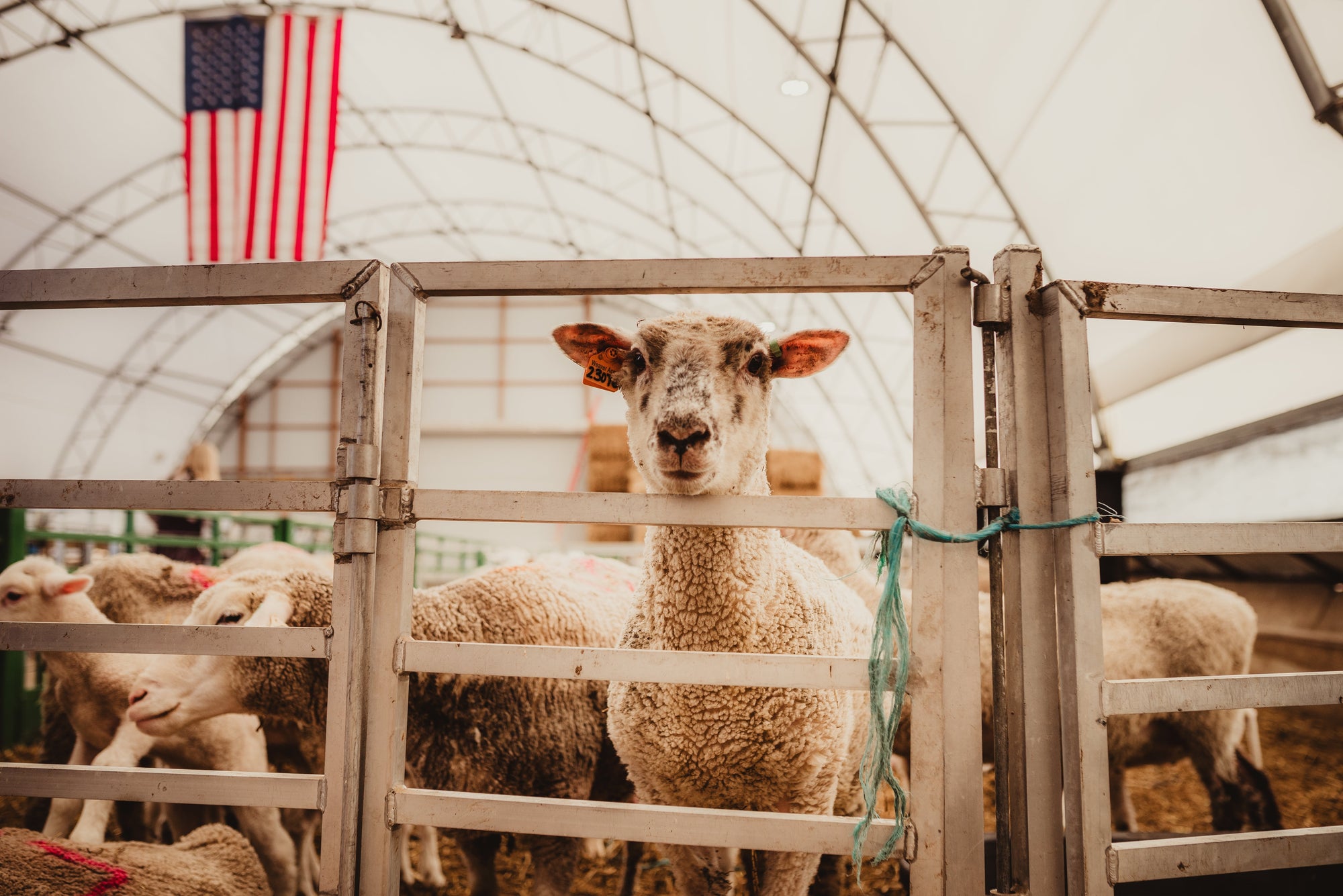 🐑 Why We Raise Lamb Here in Michigan — And Why American Lamb Matters