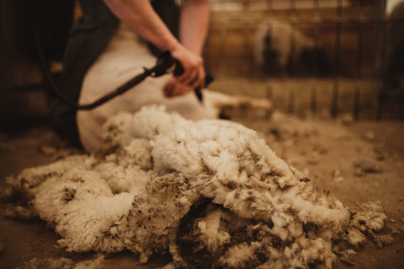 Why do sheep need shearing?